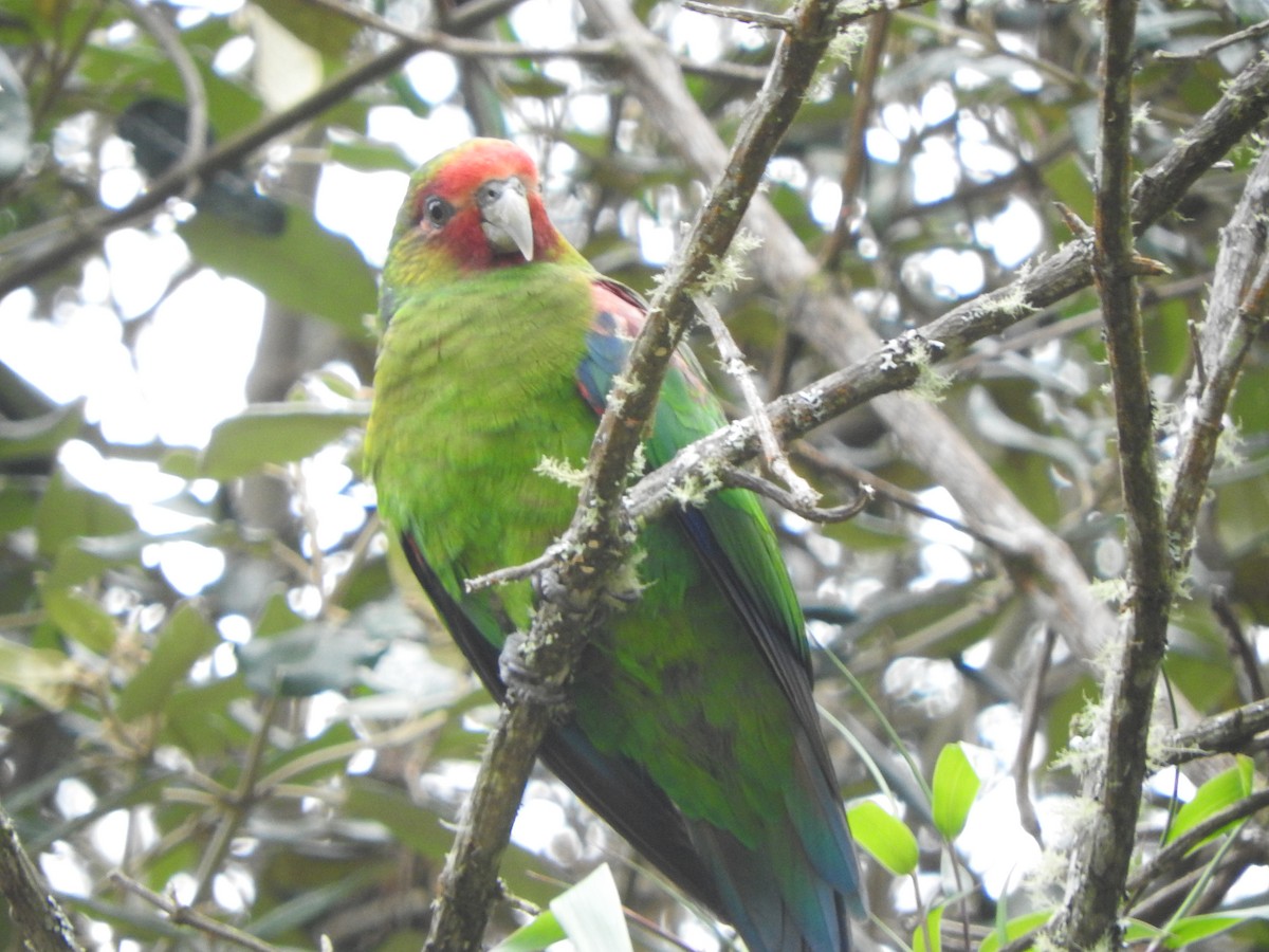 Red-faced Parrot - ML634618521