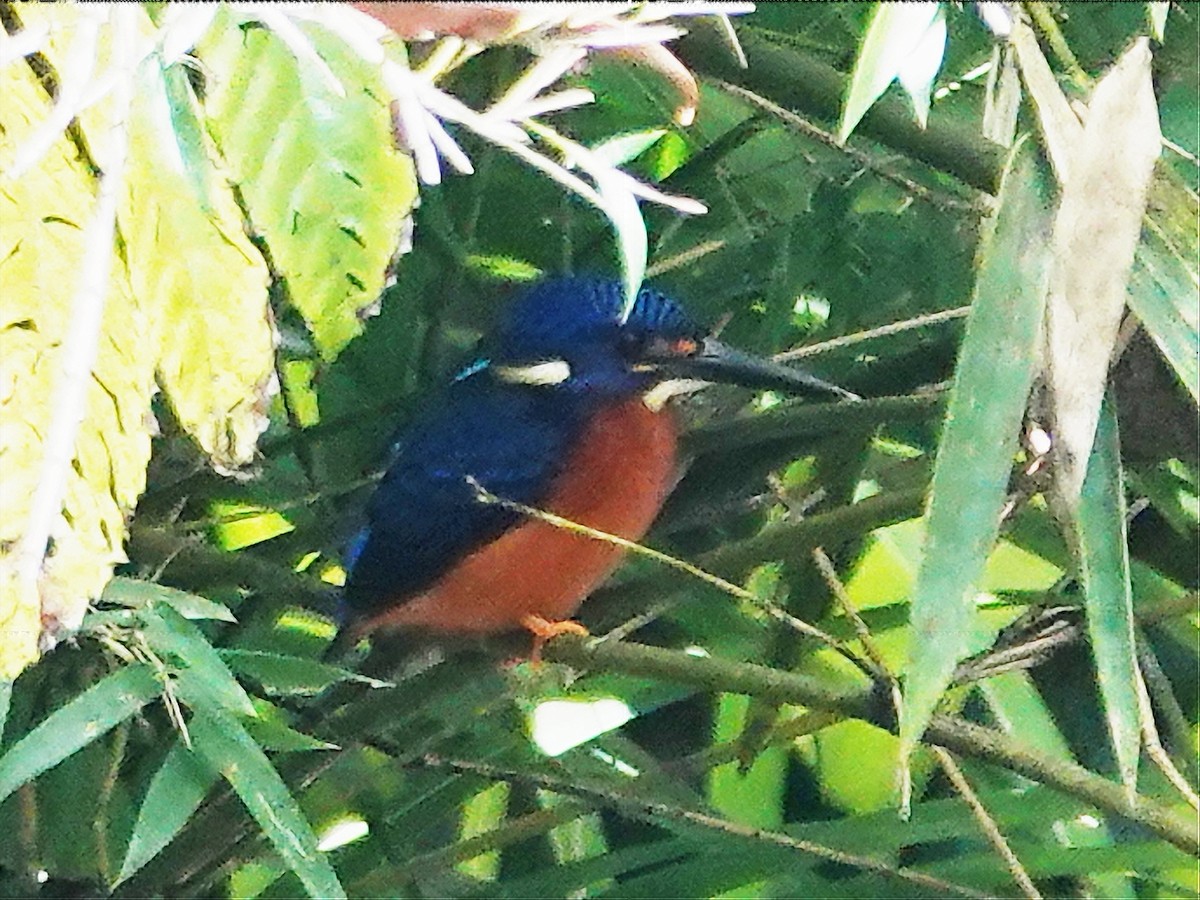 Blue-eared Kingfisher - ML634618525