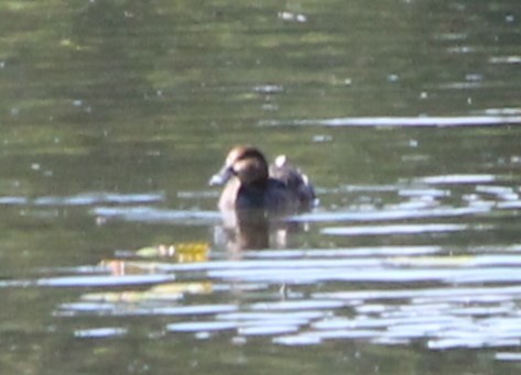 Redhead - ML634618547