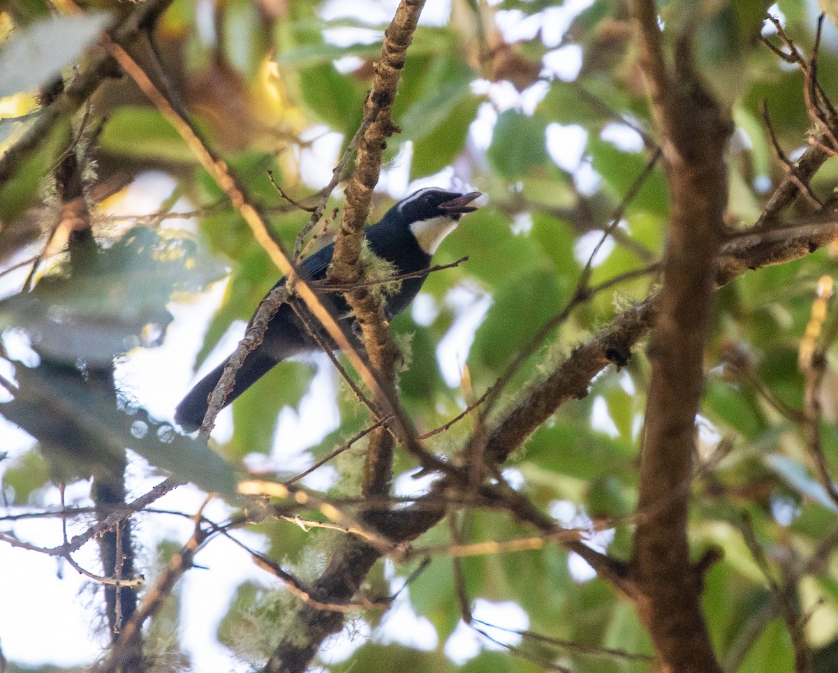 White-throated Jay - ML634618551