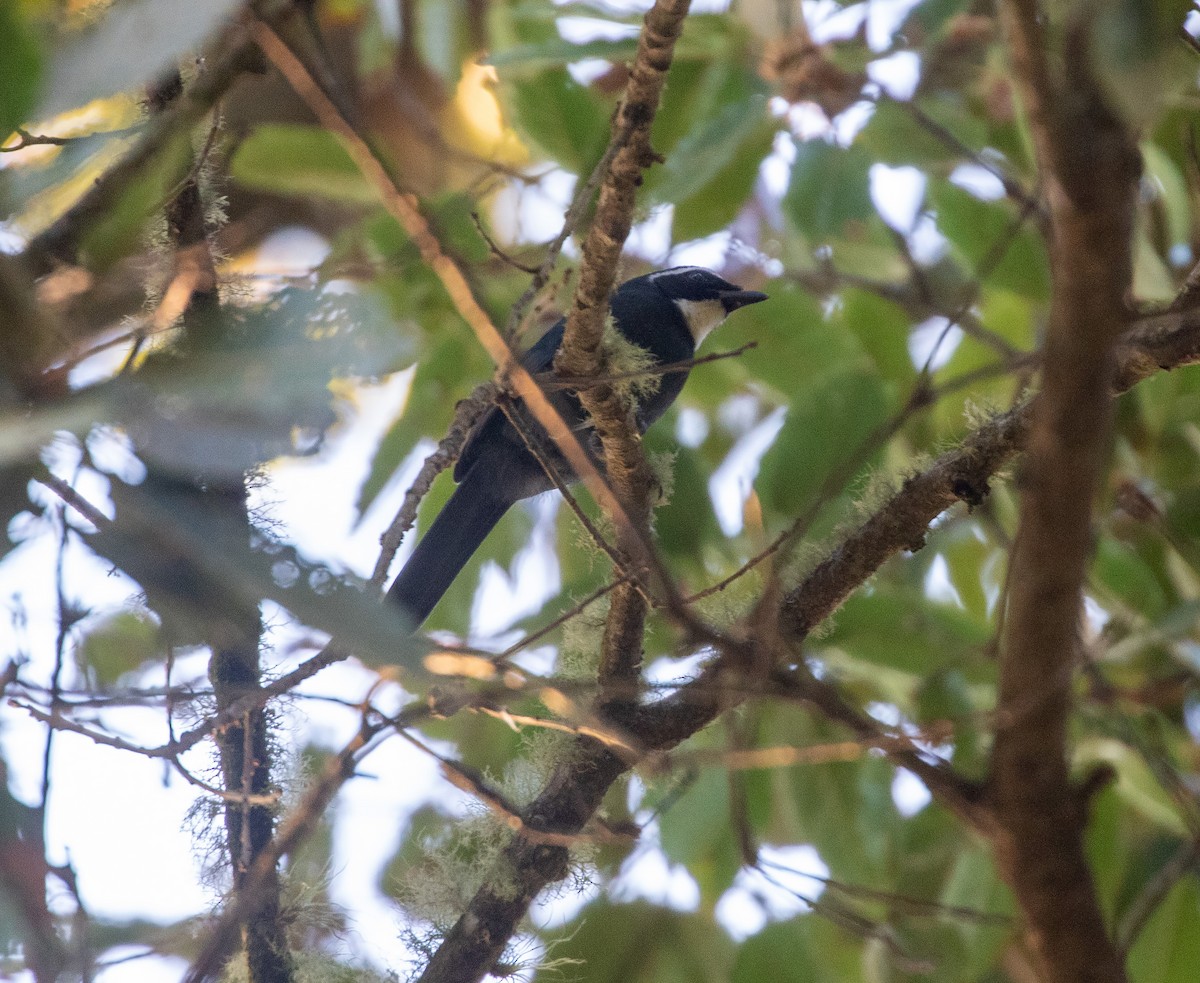 White-throated Jay - ML634618570