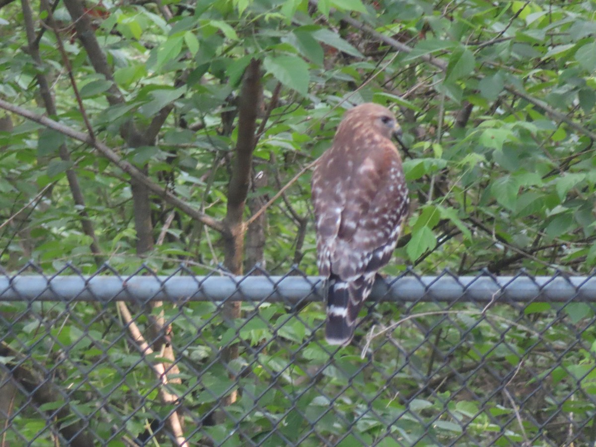 Red-shouldered Hawk - ML634618598