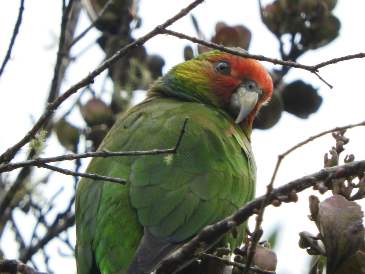 Red-faced Parrot - ML634618782