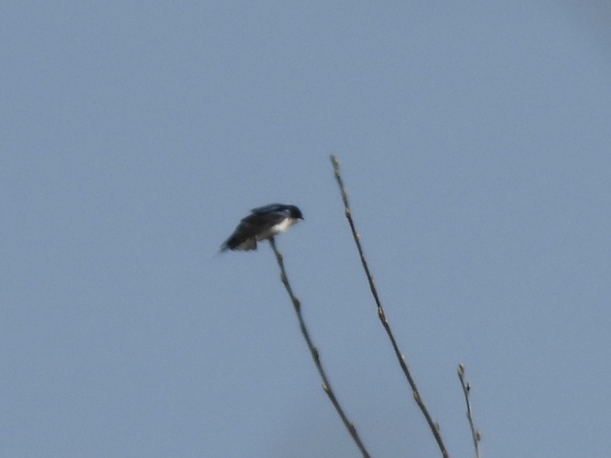 Tree Swallow - ML634618793