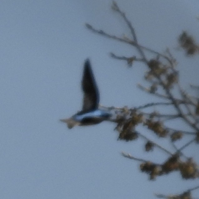 Tree Swallow - ML634618794