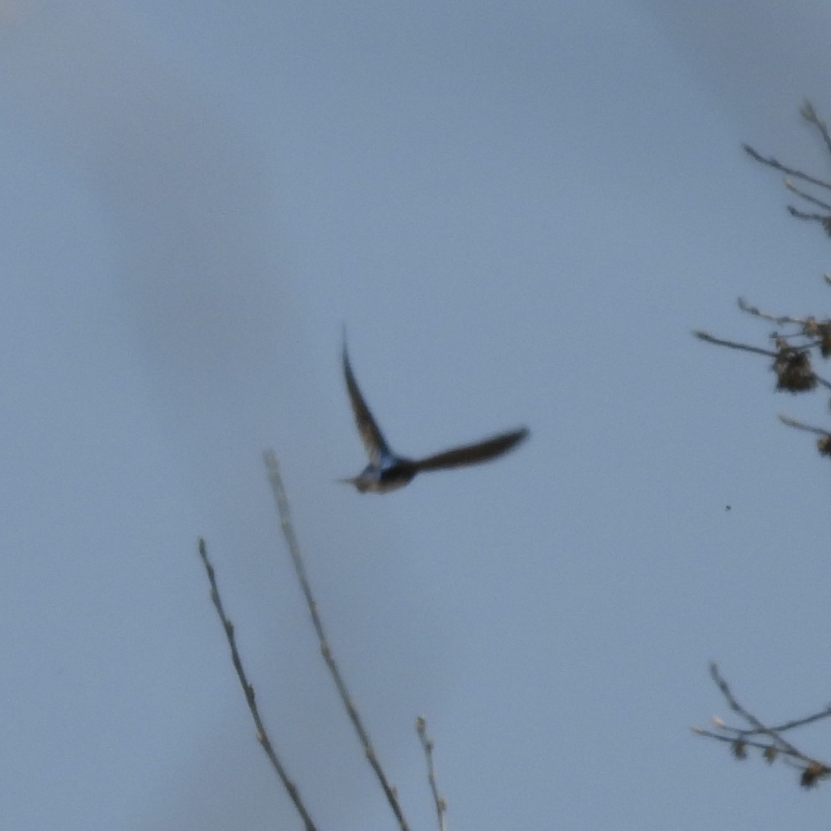 Tree Swallow - ML634618795