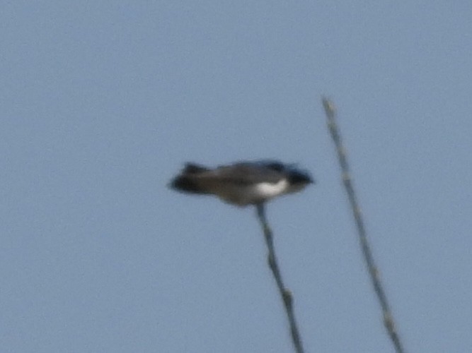 Tree Swallow - ML634618796