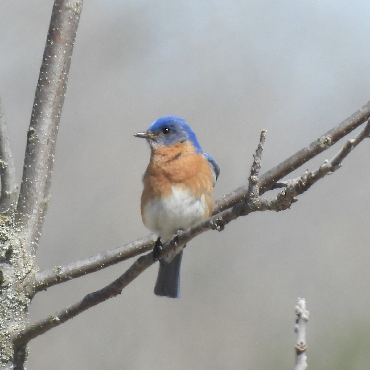 Eastern Bluebird - ML634618815