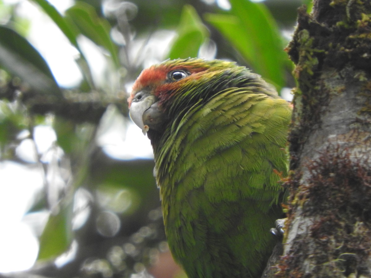 Red-faced Parrot - ML634618831