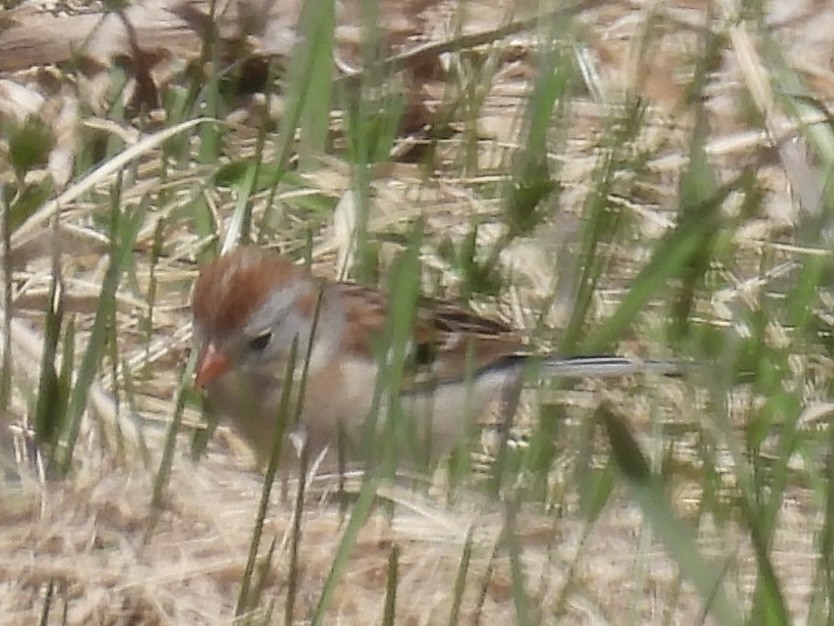 Field Sparrow - ML634618833