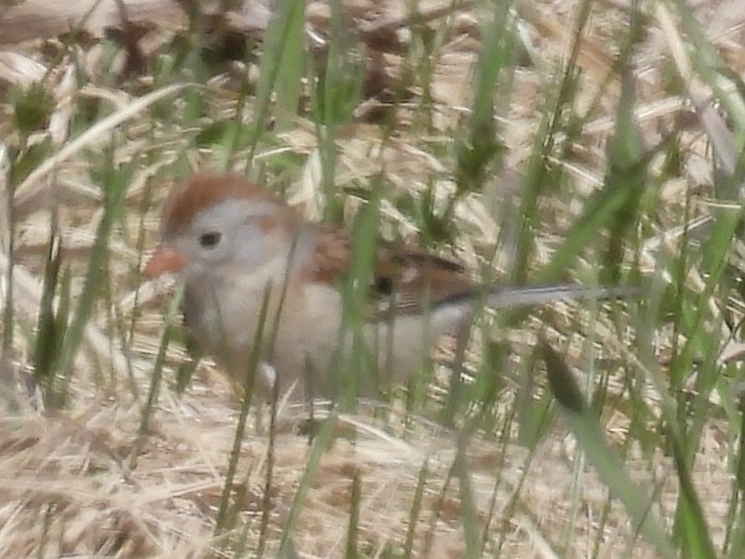 Field Sparrow - ML634618834
