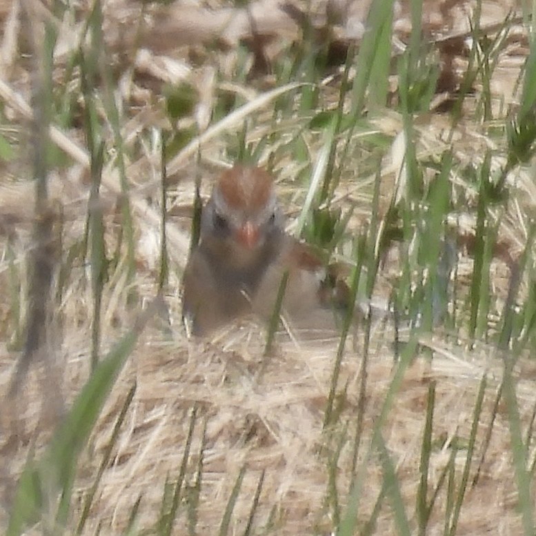 Field Sparrow - ML634618835