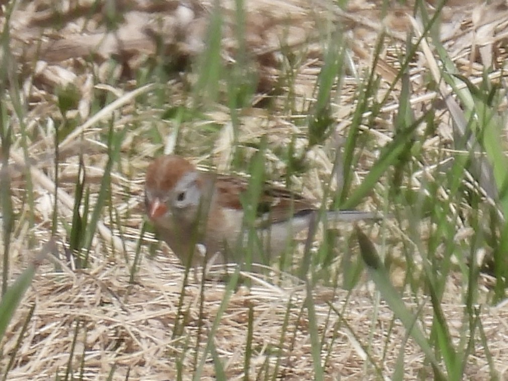 Field Sparrow - ML634618836