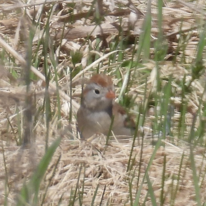 Field Sparrow - ML634618837