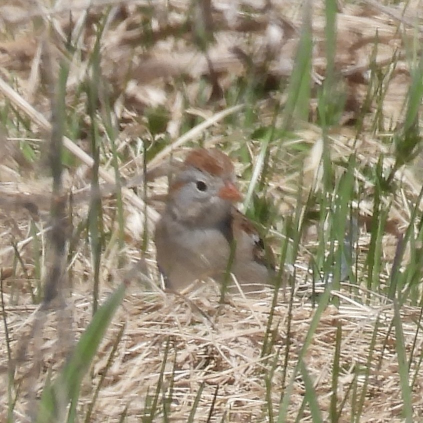 Field Sparrow - ML634618838