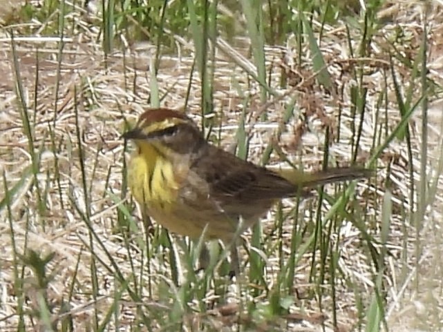 Palm Warbler - ML634618860