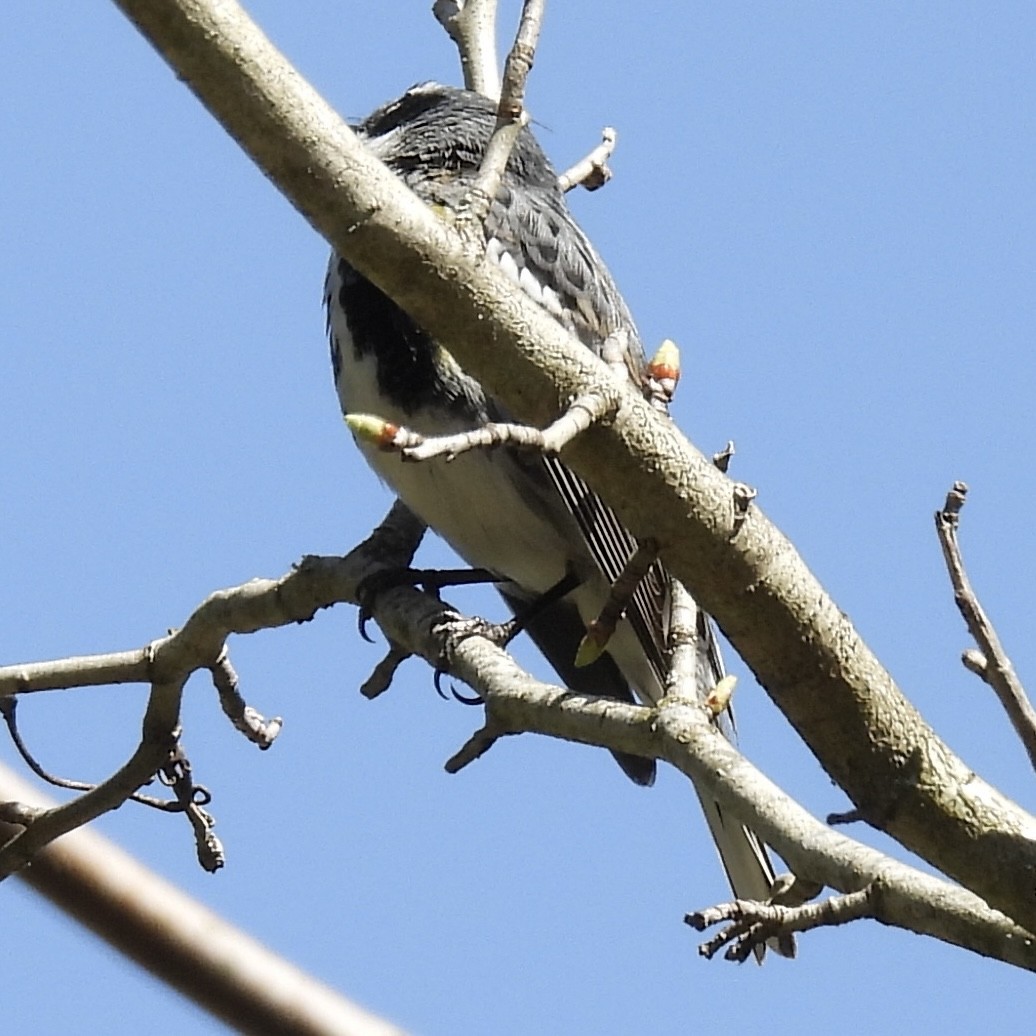 Yellow-rumped Warbler (Myrtle) - ML634618871