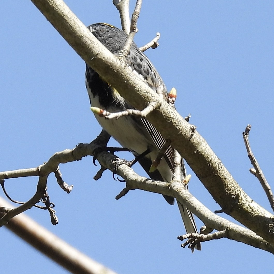 Yellow-rumped Warbler (Myrtle) - ML634618872