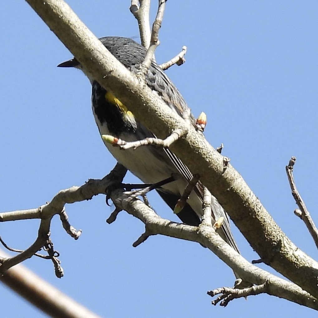 Yellow-rumped Warbler (Myrtle) - ML634618875