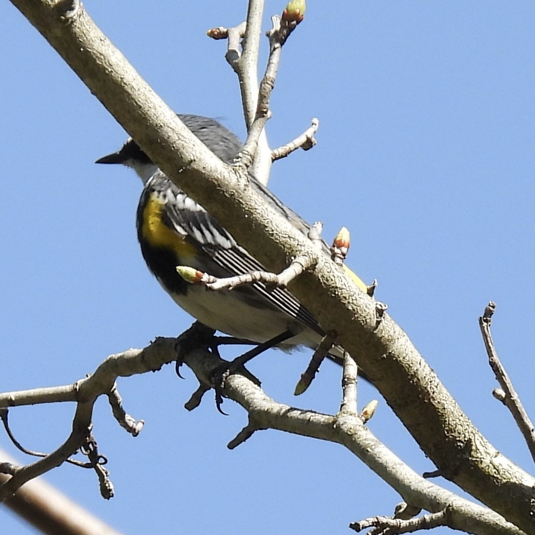 Yellow-rumped Warbler (Myrtle) - ML634618876