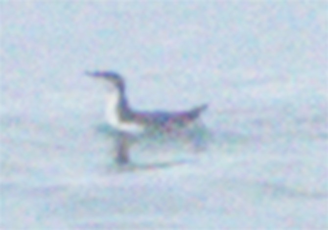Scripps's Murrelet - ML634619099