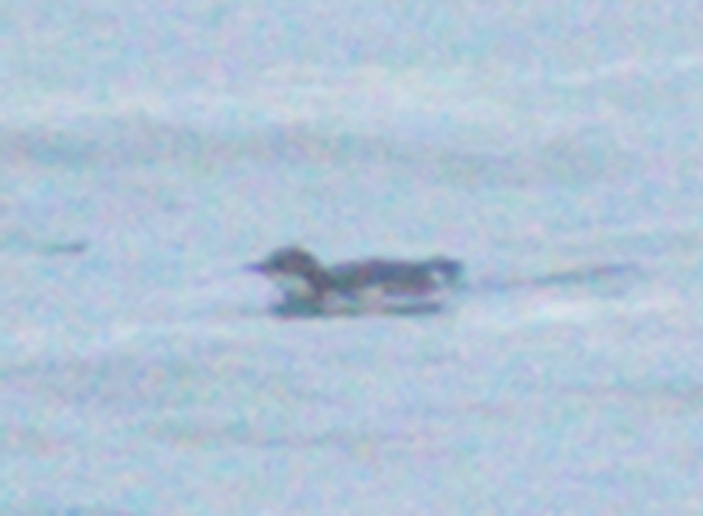 Scripps's Murrelet - ML634619101