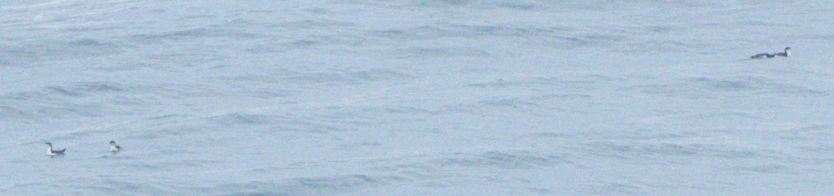 Scripps's Murrelet - ML634619103
