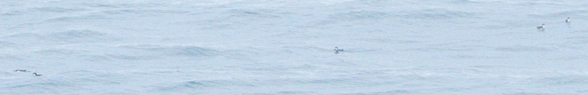 Scripps's Murrelet - ML634619104