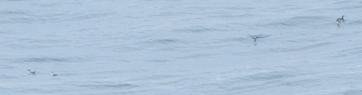 Scripps's Murrelet - ML634619105