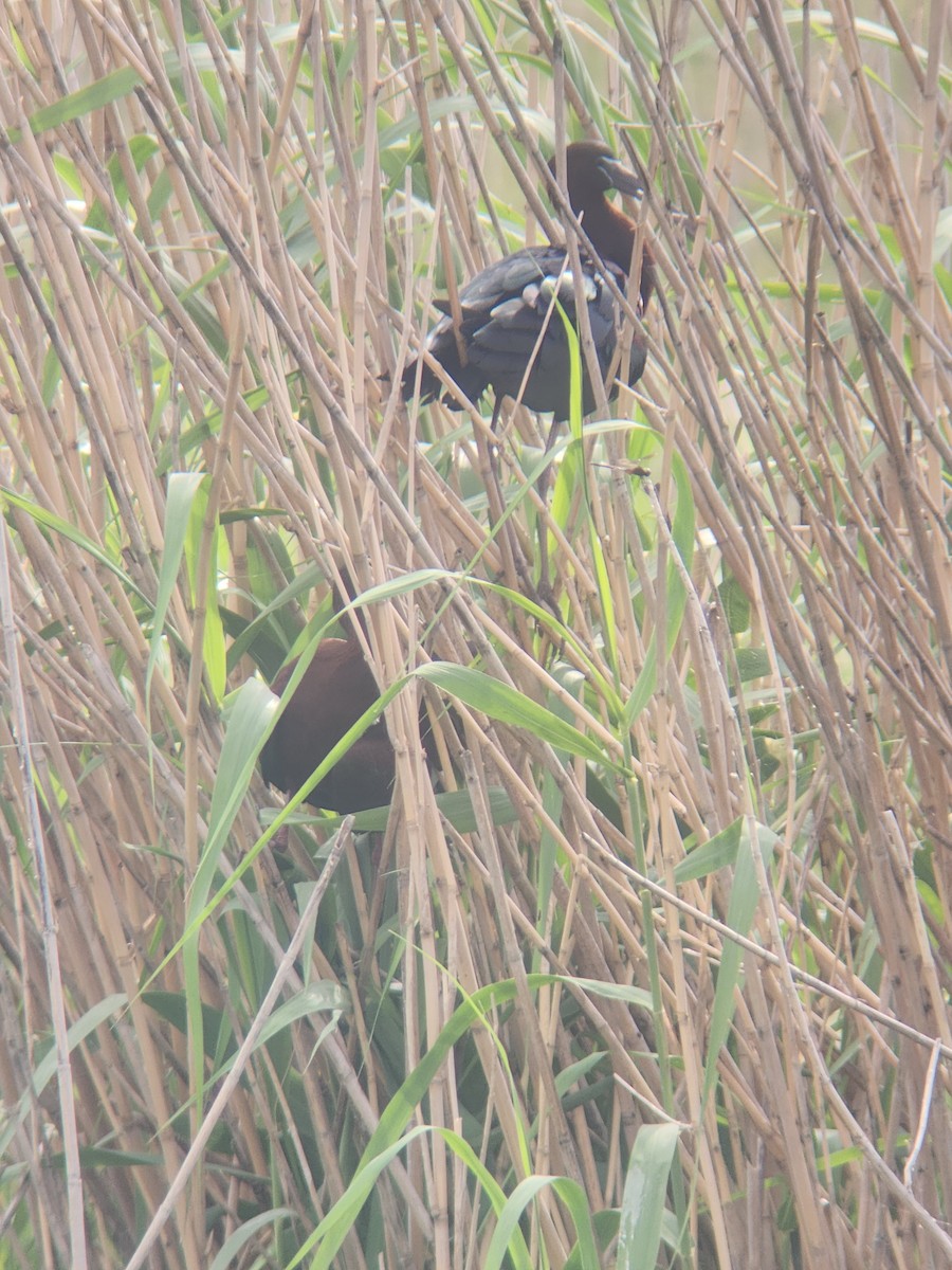 Glossy Ibis - ML634619178