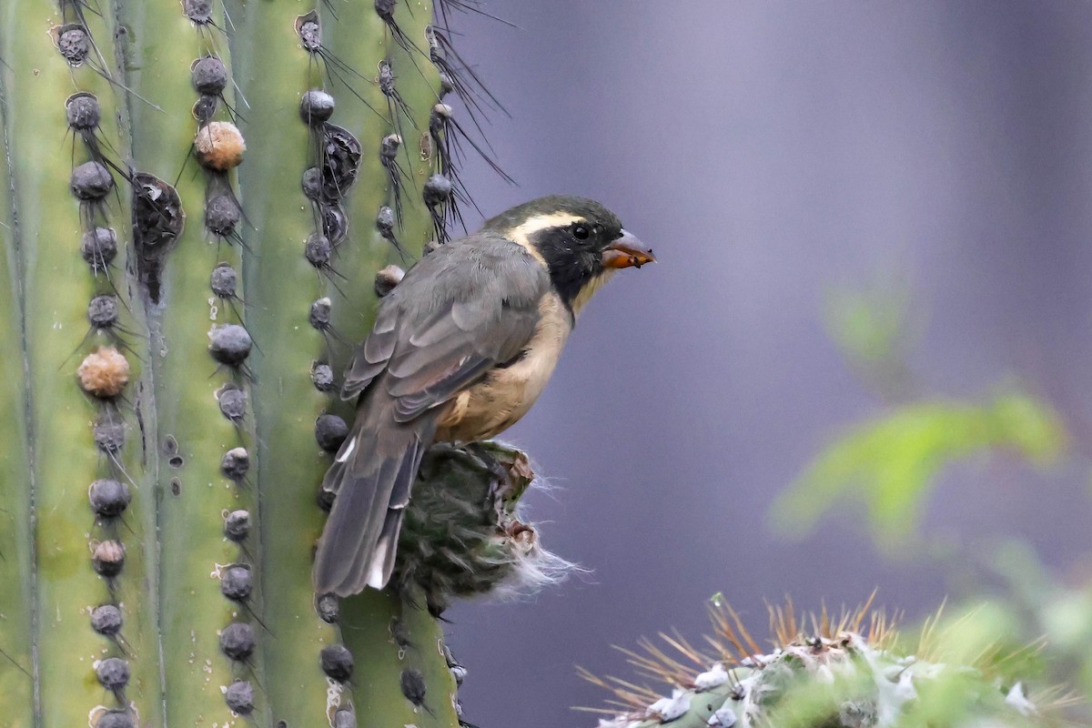 Golden-billed Saltator - ML634619214