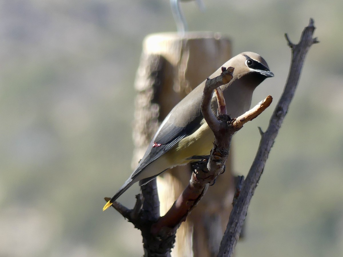 einersidensvans - ML634619277