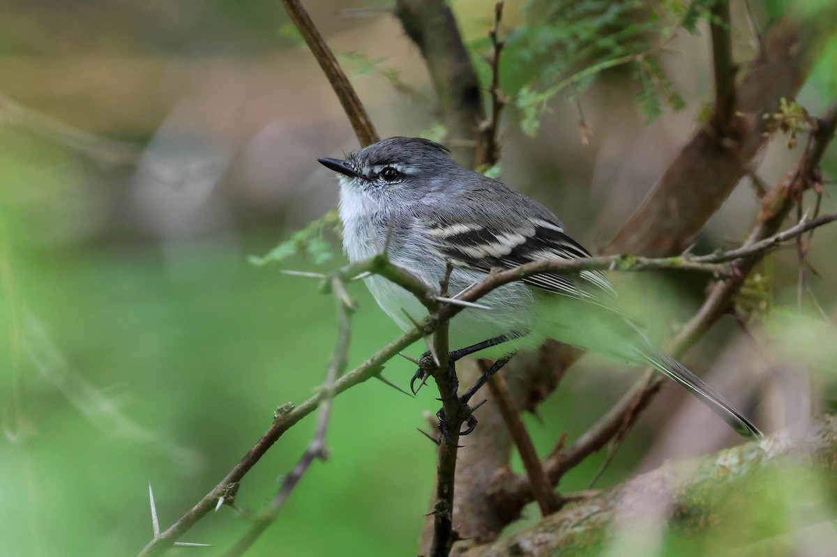 White-crested Tyrannulet (White-bellied) - ML634619455