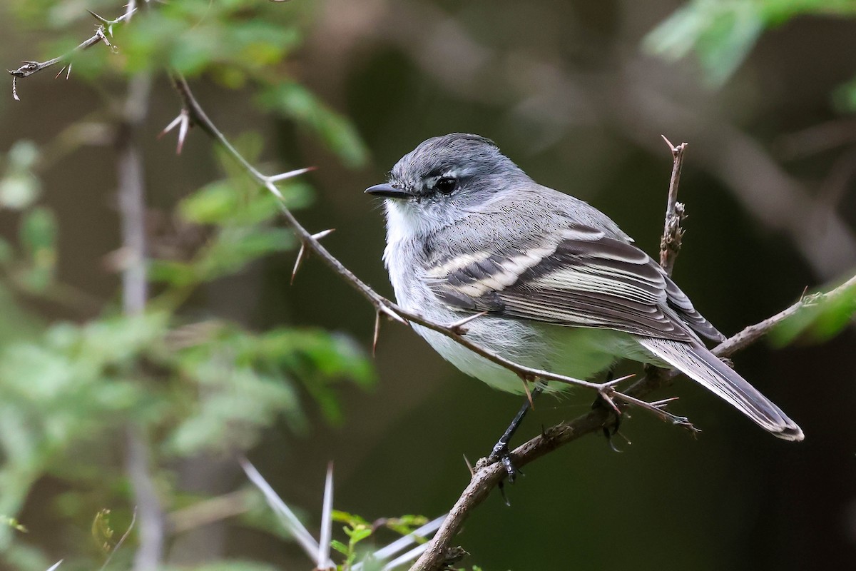 White-crested Tyrannulet (White-bellied) - ML634619458
