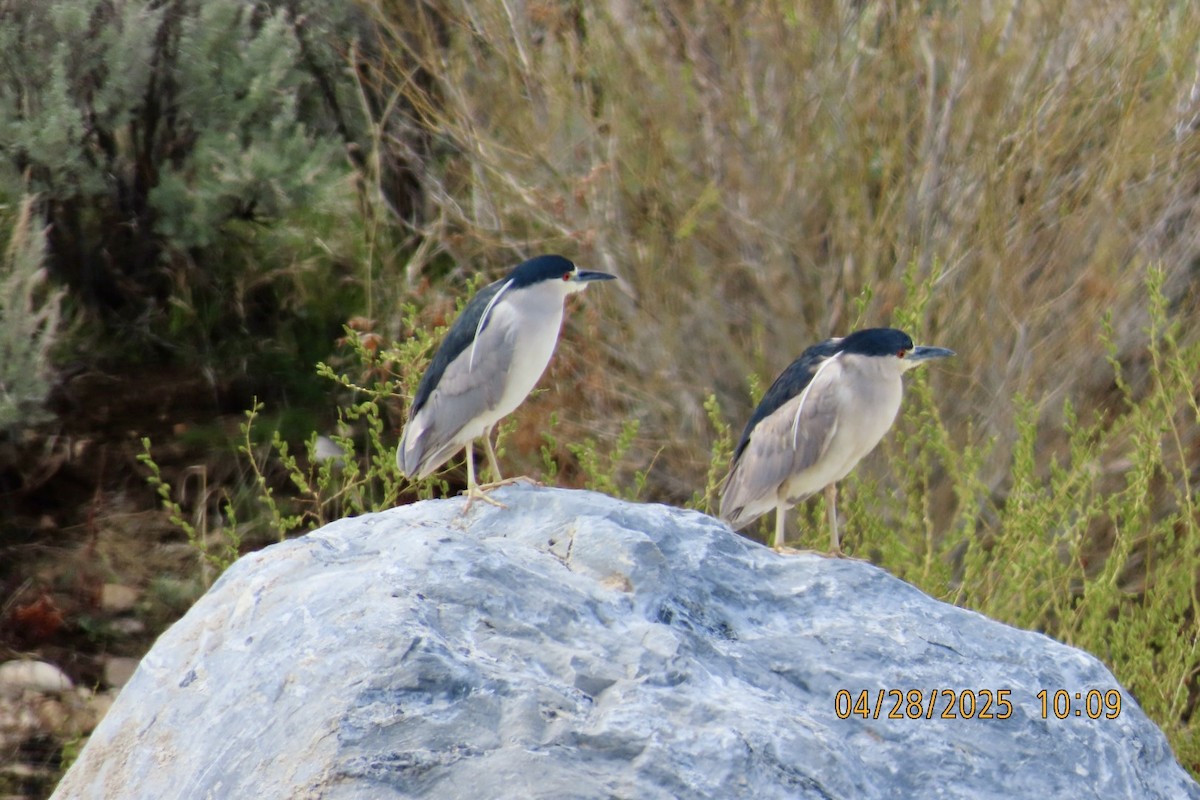 Black-crowned Night Heron - ML634619535