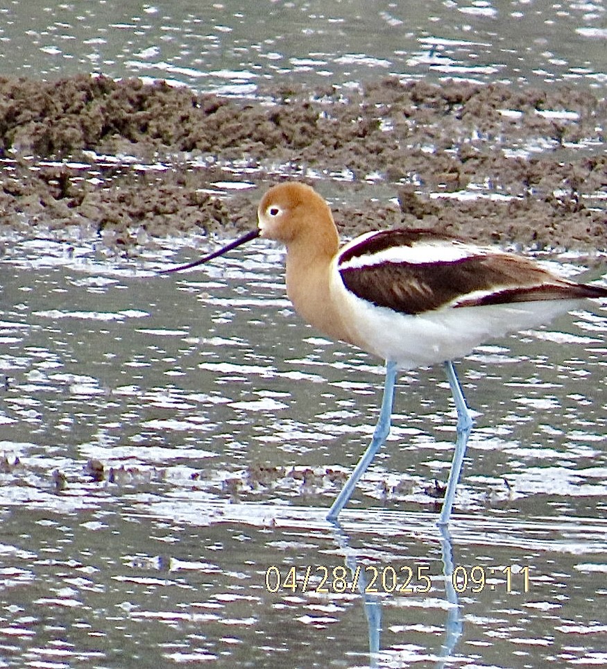 American Avocet - ML634619553