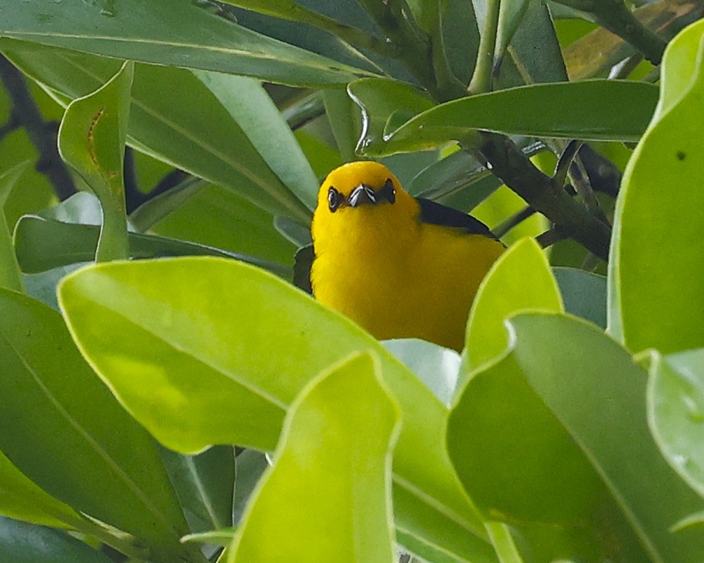 Black-and-yellow Tanager - ML634619582