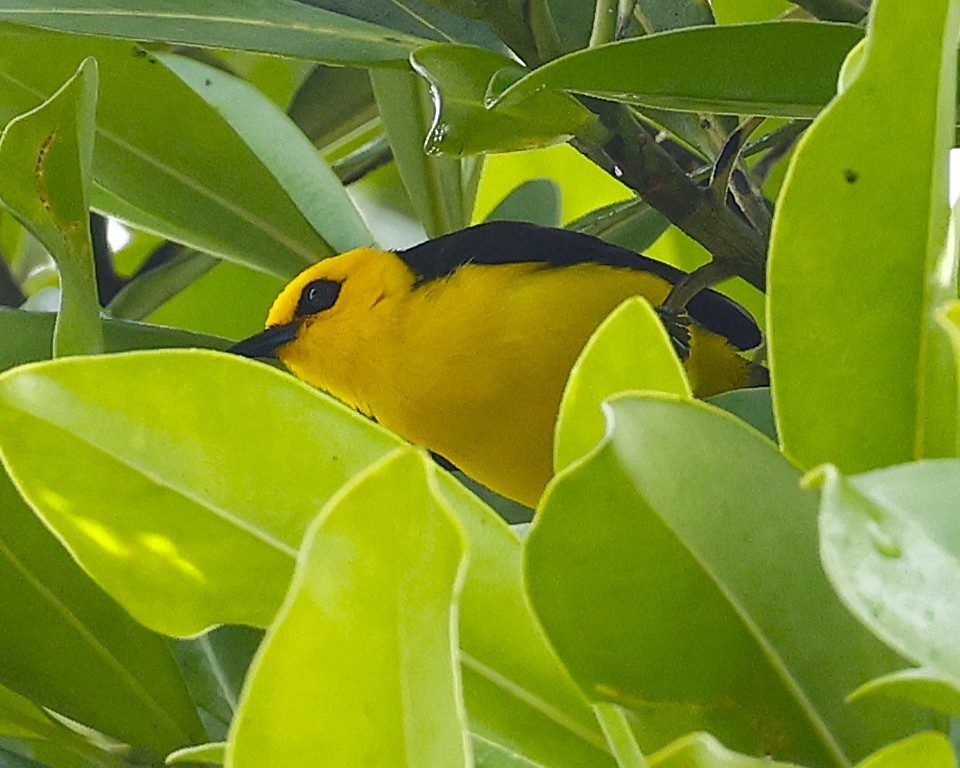 Black-and-yellow Tanager - ML634619583