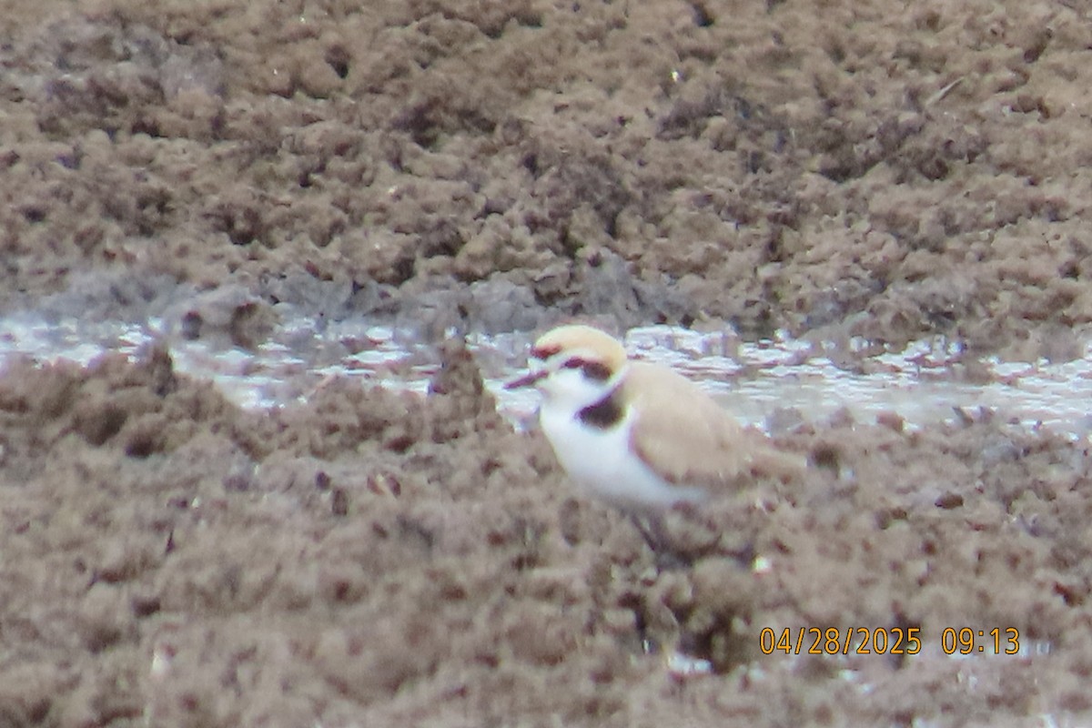 Snowy Plover - ML634619606
