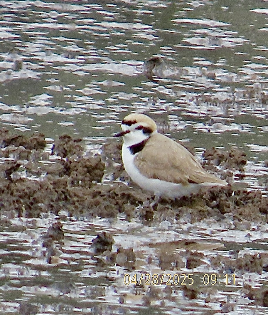 Snowy Plover - ML634619607