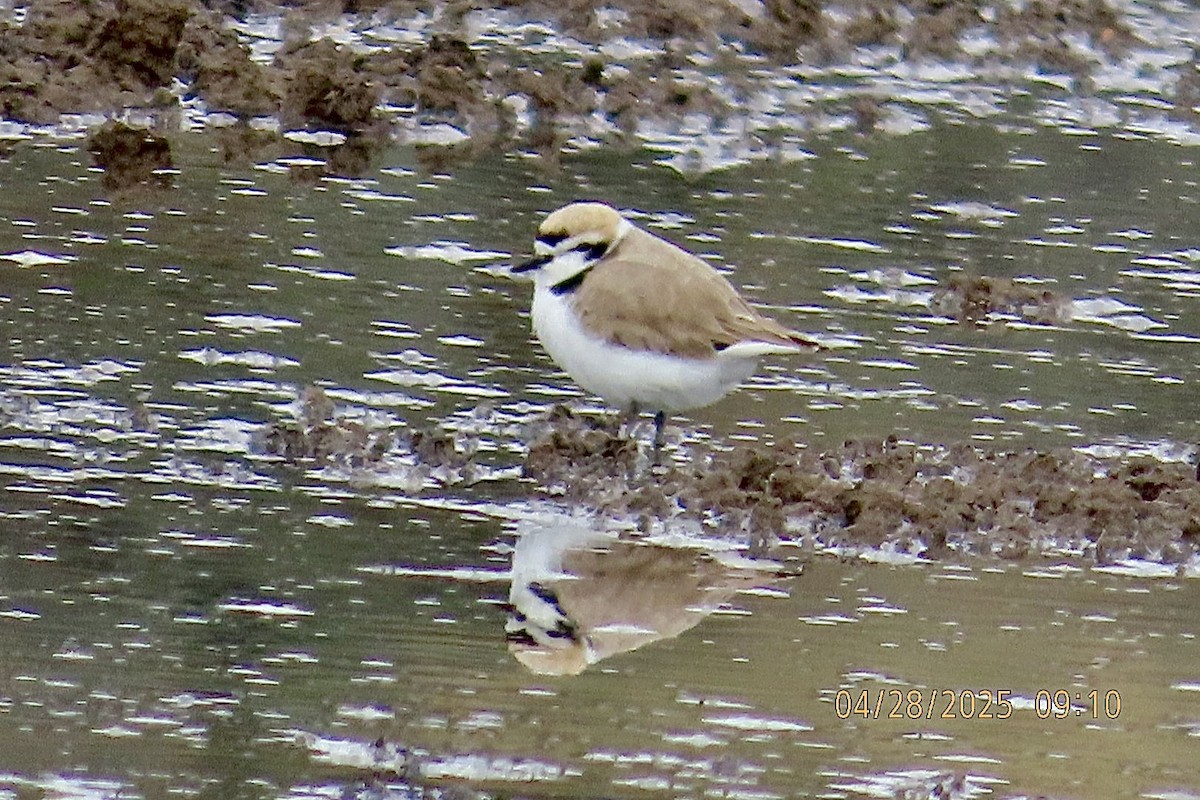 Snowy Plover - ML634619608