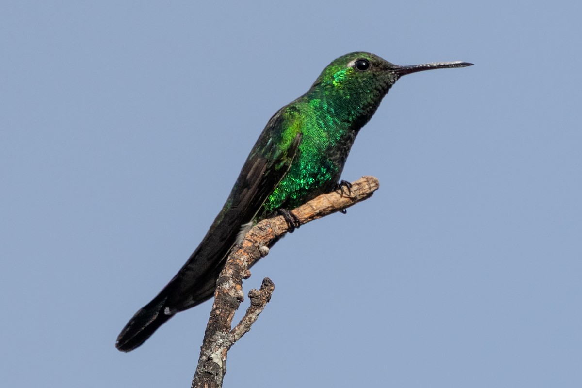 Cuban Emerald - ML634619735