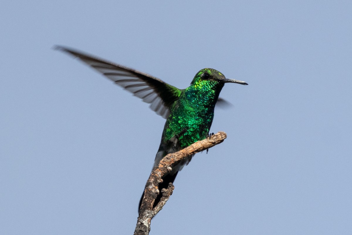 Cuban Emerald - ML634619736