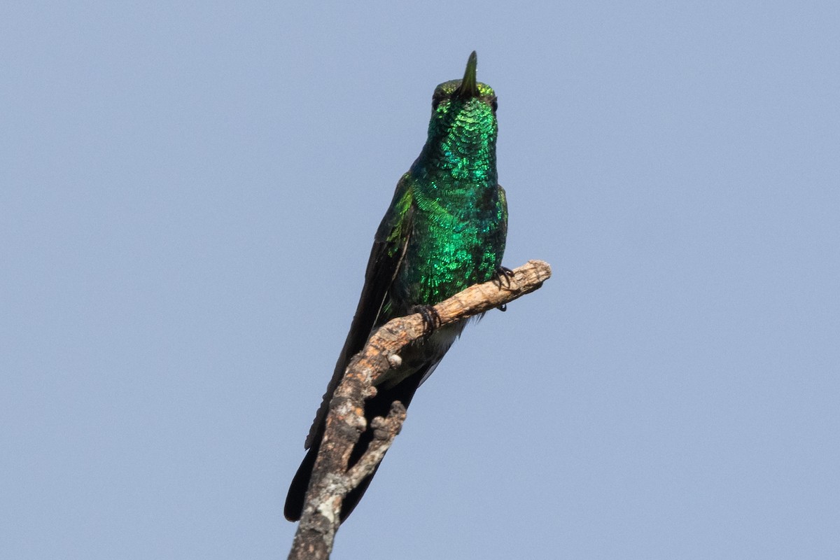 Cuban Emerald - ML634619737