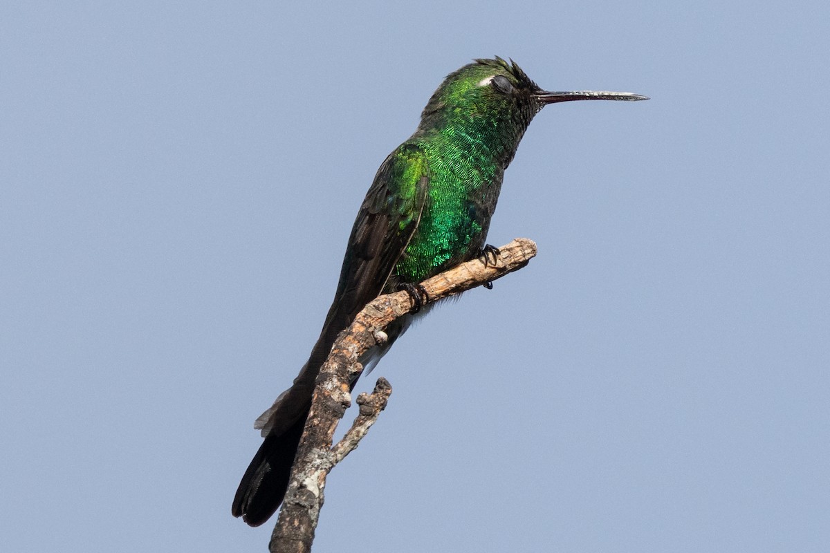 Cuban Emerald - ML634619738