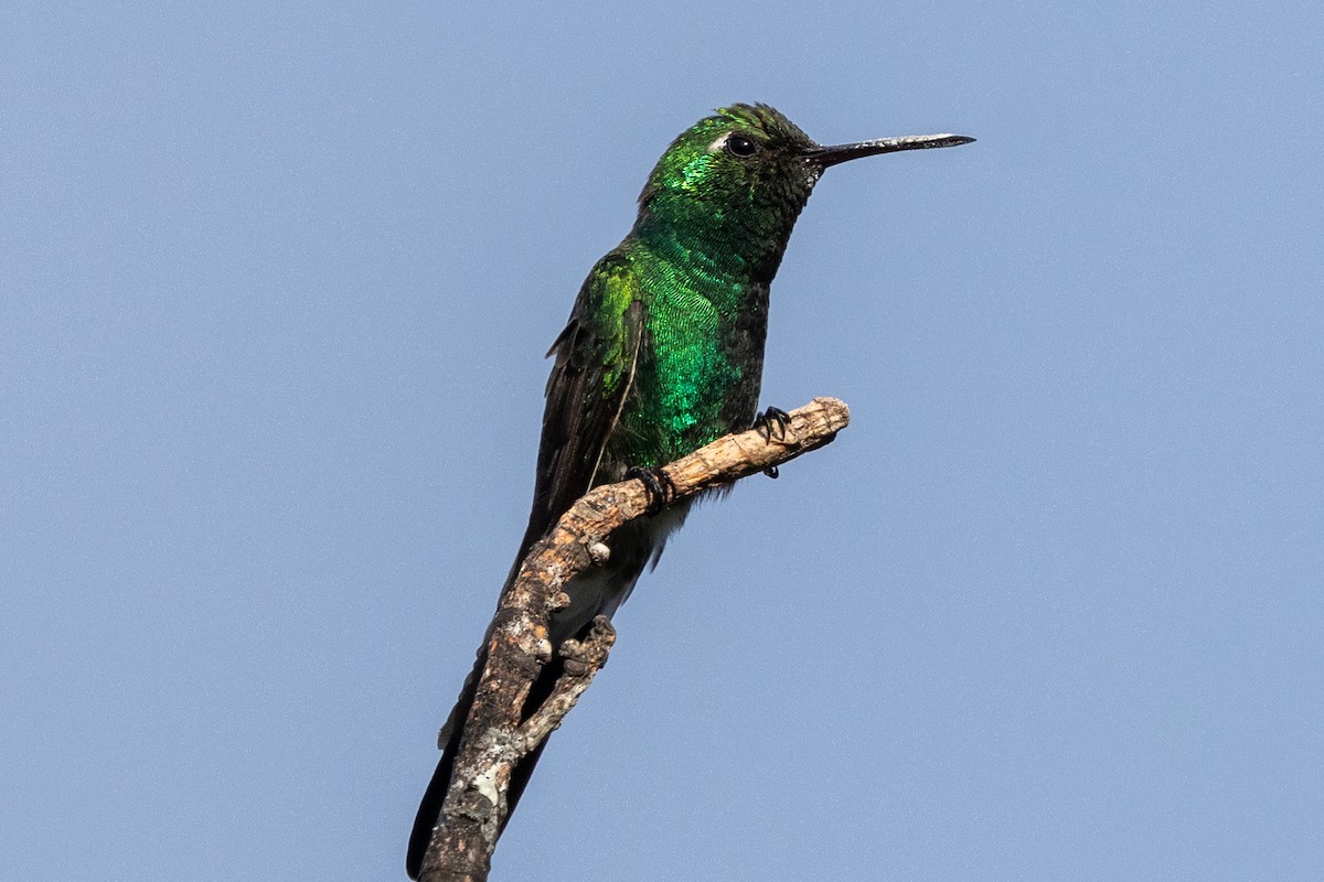 Cuban Emerald - ML634619740