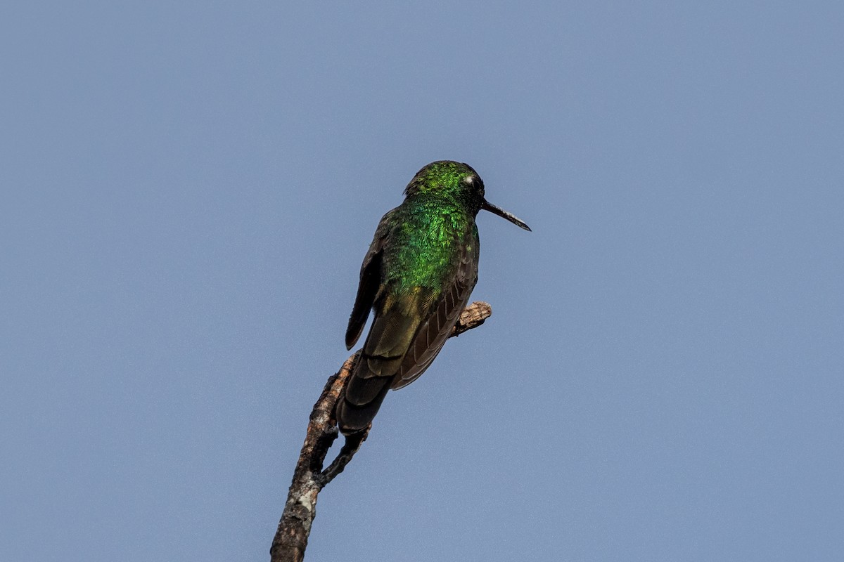 Cuban Emerald - ML634619741