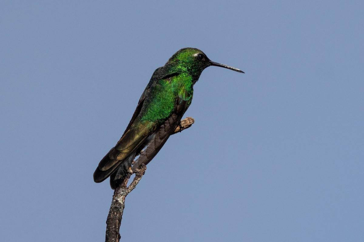 Cuban Emerald - ML634619742