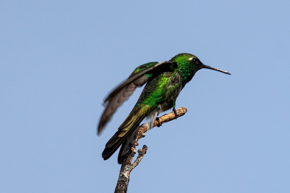 Cuban Emerald - ML634619743