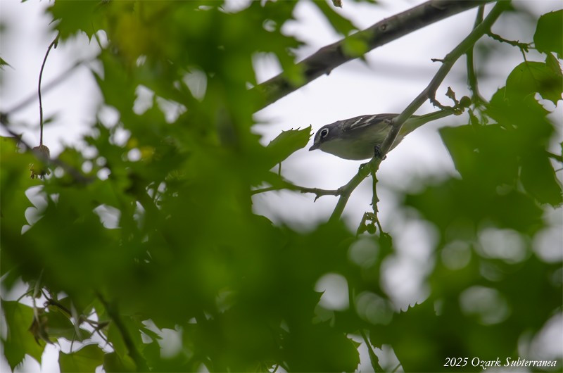 Blue-headed Vireo - ML634619837